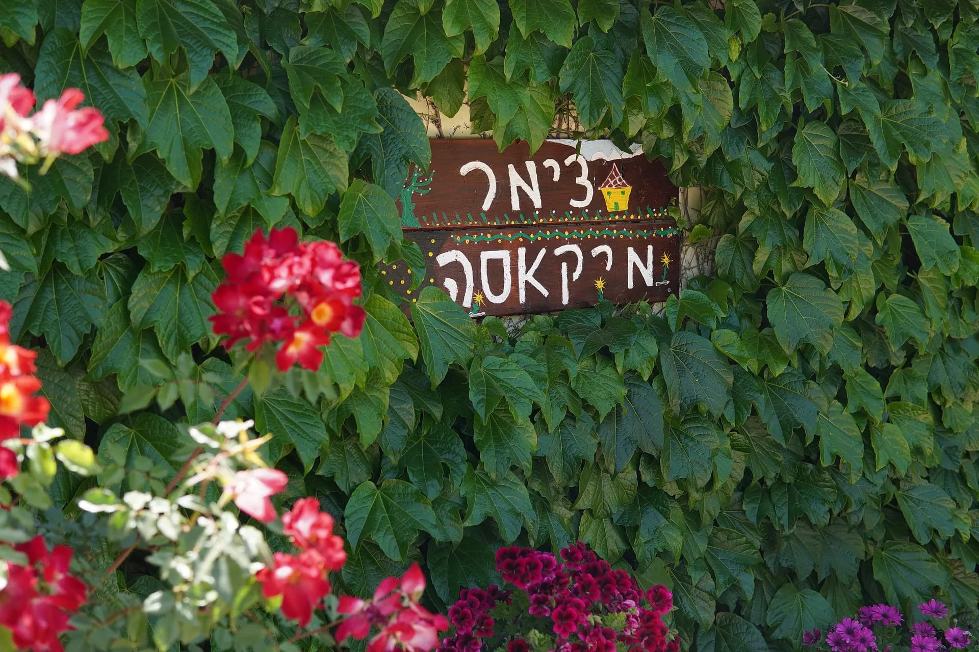 שלט צימר מיקאסה על קיר קיסוס בין פרחים אדומים